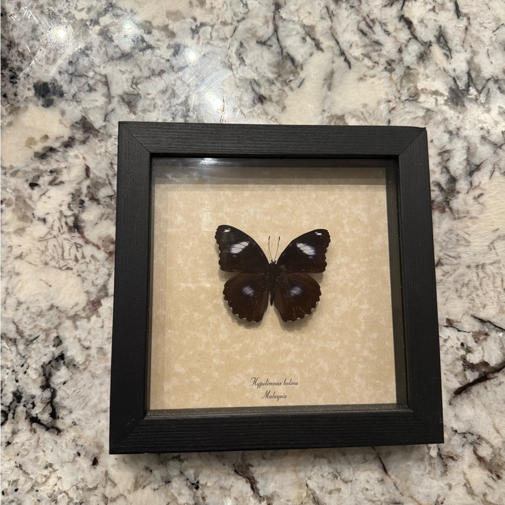 Framed Butterfly Wall